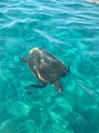 High angle view of turtle swimming in sea