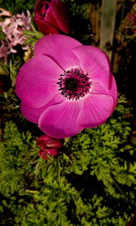 Close-up of pink flower