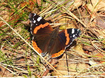 High angle view of butterfly perching on plant