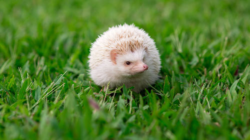 Close-up of an animal on field