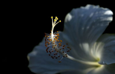 Sunlight falling on white hibiscus