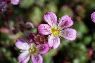 Close-up of pink flowering plant