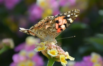 Close-up of butterfly pollinating on flower