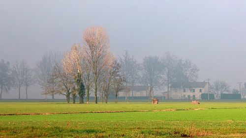Bare trees on grassy field against sky