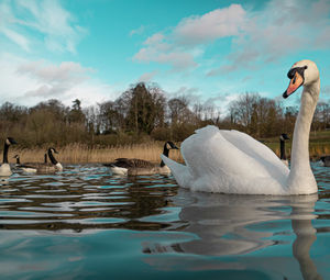 Swans swimming in lake