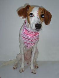 Portrait of dog standing against white background