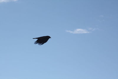 Low angle view of bird flying against blue sky