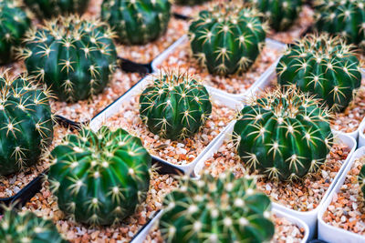 High angle view of succulent plants , full color cactus on brown sand