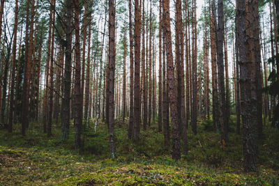 Pine trees in forest