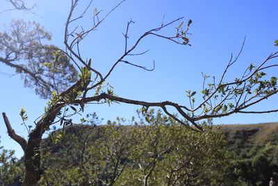 Low angle view of tree against clear sky