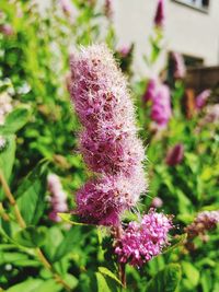 Close-up of pink flowering plant