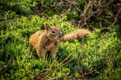 Squirrel on field in forest