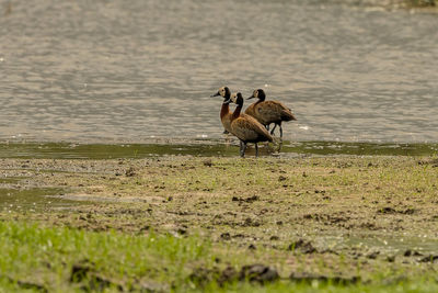 Two birds on the lake