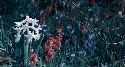 Close-up of flowering plants on field