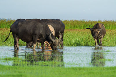 Horses in a lake