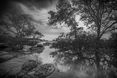 Scenic view of river amidst trees against sky