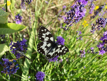 Butterfly on lavender