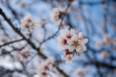 Close-up of white cherry blossom tree