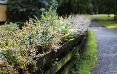 Close-up of plants