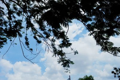 Low angle view of silhouette tree against sky
