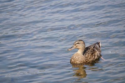 Duck swimming in lake