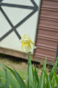 Close-up of yellow flowers