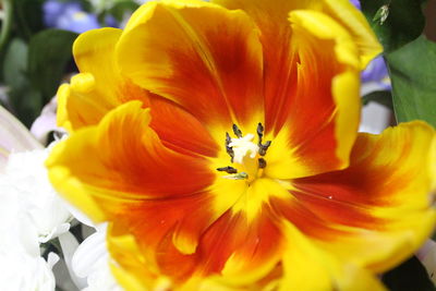 Close-up of yellow hibiscus blooming outdoors