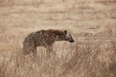Side view of a lizard on land