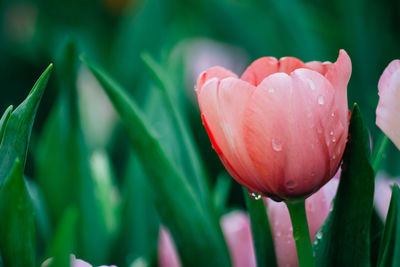 Close-up of pink flowers