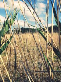 Plants growing on field