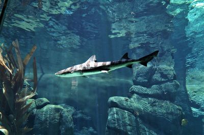 Shark swimming in aquarium