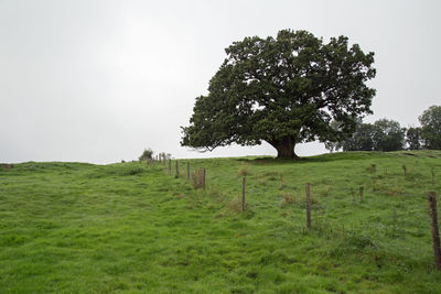 Trees on field against clear sky