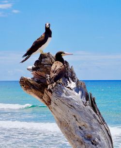 Seagull perching on driftwood against sea