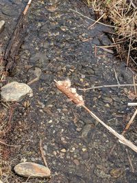 High angle view of crab on field