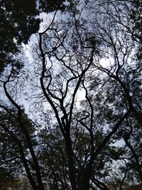 Low angle view of bare tree against sky