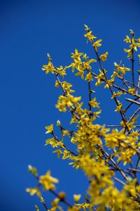 Low angle view of flowering plant against clear blue sky