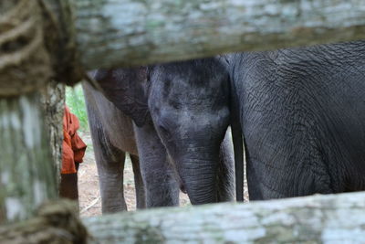 Elephant by water
