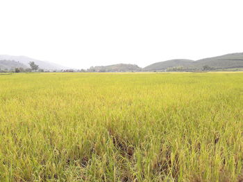 Scenic view of field against clear sky