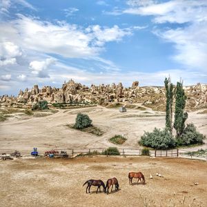 Horses at ranch against blue sky