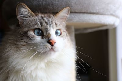 Close-up portrait of a cat