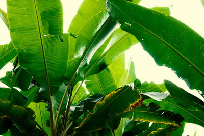 Close-up of green leaves on plant