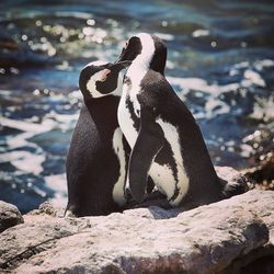 Penguins against sea