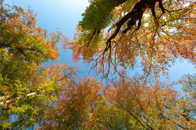 Low angle view of autumnal trees against sky