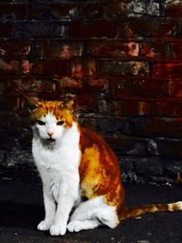 Cat on stone wall