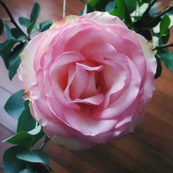 Close-up of pink rose blooming outdoors