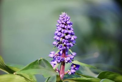 Close-up of purple flowers blooming outdoors