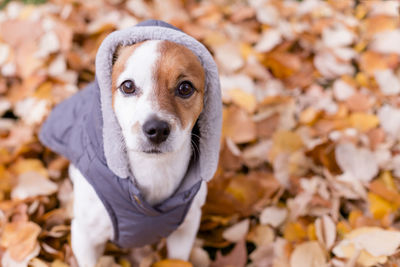 Close-up portrait of a dog