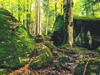 Trees growing in forest