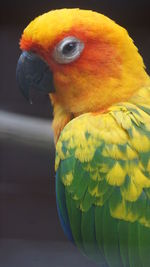 Close-up of parrot