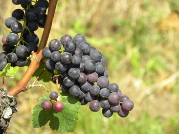 Close-up of grapes growing in vineyard